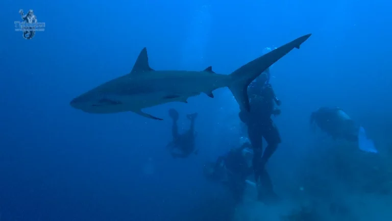 Buceo con Tiburones en Providencia