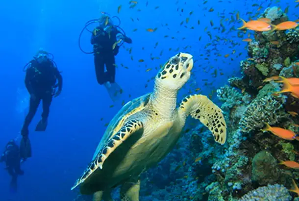 Buceo-en-San-Andrés