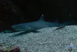 Buceo-en-Gorgona-tiburón-punta-blanca
